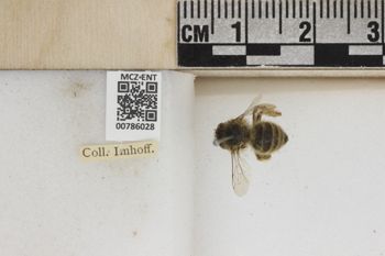 Media type: image;   Entomology 786028 Aspect: Labels